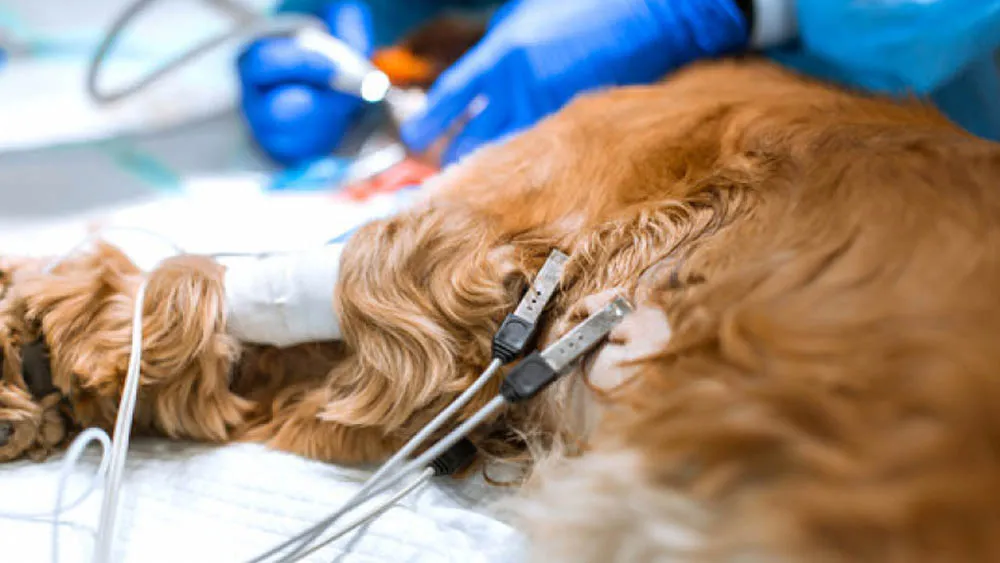 eletrocardiograma veterinario em cascavel