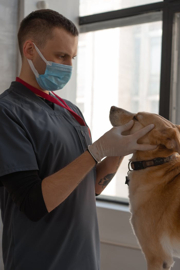 A veterinarian wearing a face mask examines a dog indoors. Professional pet care.