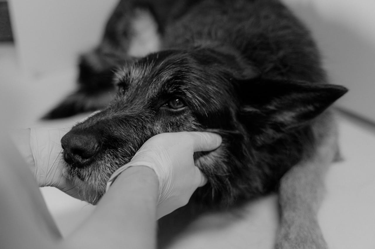 Close-up of a German Shepherd being examined by a vet in grayscale.