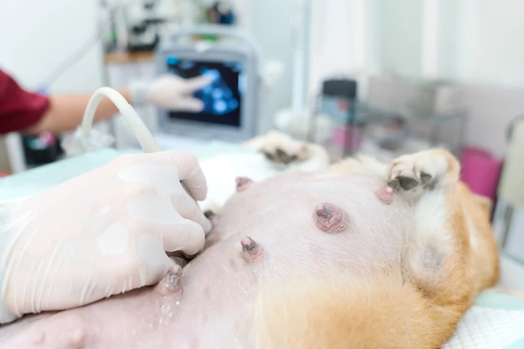 ultrassom curie servicos ultrassom curie servicos